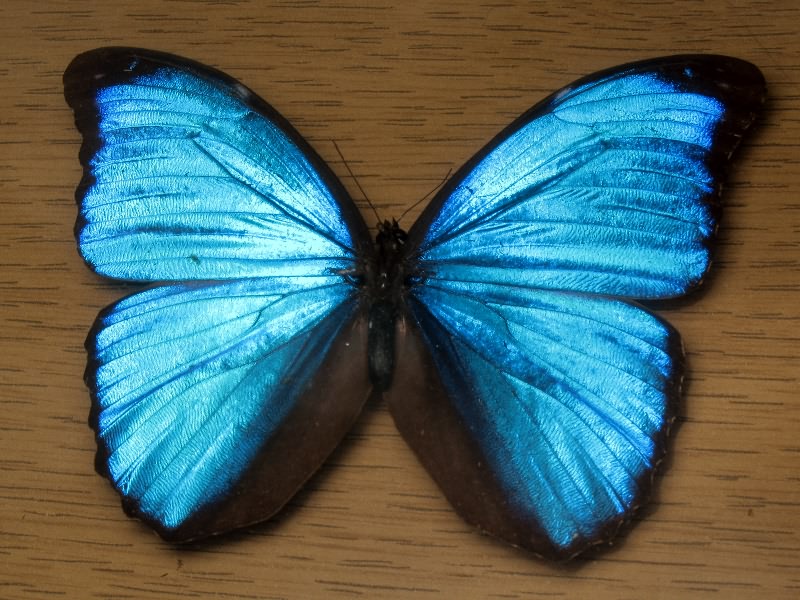 Morpho telemachus